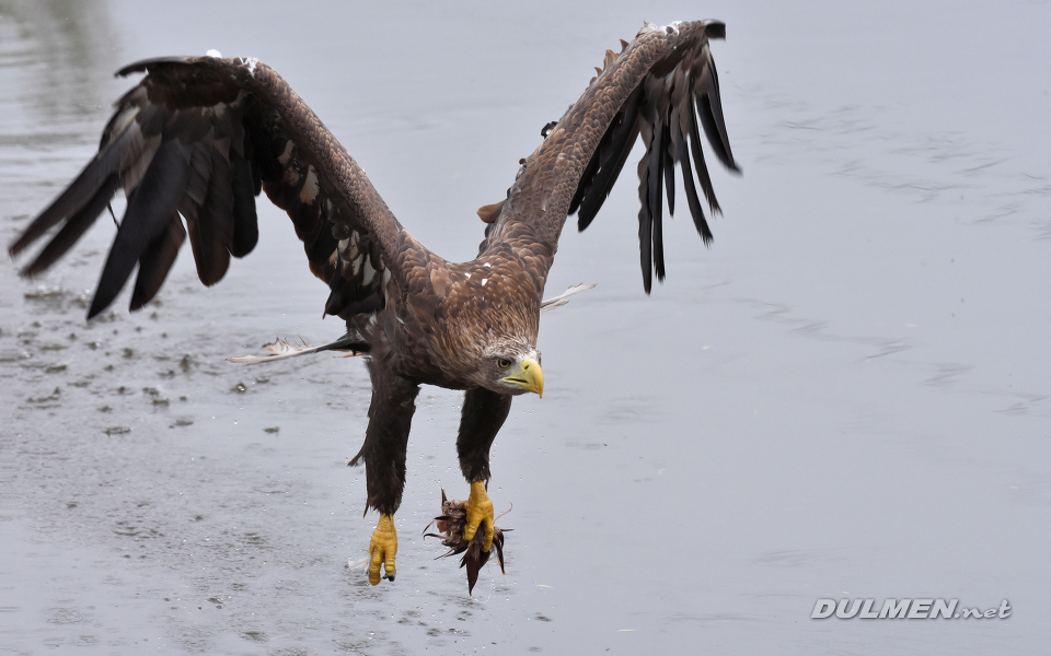 White-tailed eagle (Haliaeetus albicilla)